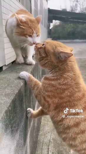 1 2 3 Fight 🤣🤣 #meow #cat #catlover