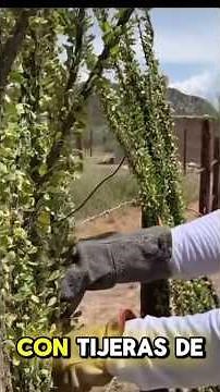 How to Create a Living Fence with OCOTILLO 🌿