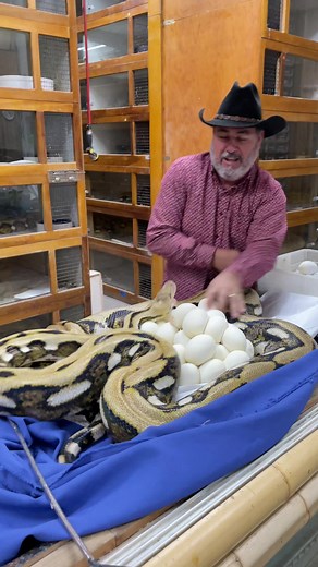 Massive Reticulated Python - Angry Momma Snake on the Attack