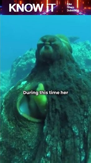 Why do Octopuses die after laying Eggs?