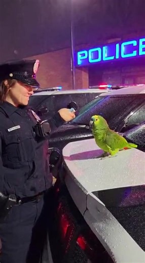 Officer Parrot Fails the Breathalyzer Test! 🚔😂 #CaughtOnCam #TalkingParrot #PoliceLaugh #AIVideo #UltraReal #FunnyAnimals #RealisticFootage #SoraAI #ViralShorts #CuteAndFunny #ParrotVsPolice #FunnyPolice #PoliceComedy #CopVsParrot #ParrotArrest #PoliceHumor #PoliceSkits #ComedyCops #FunnyInterrogation #parrotinvestigation #DoctorParrot 🦜 #LoveInClinic #FunnyRomanticVideo #TalkingParrot #CinematicAI #ViralReel #EmotionalComedy #PoliceLoveStory #AnimalDoctor #FeatheredLove #funnyvideos #funny |