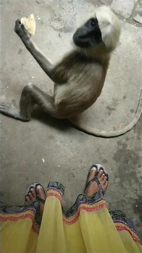 Langur | langur hanuman | hanuman video #langur #hanuman #shorts