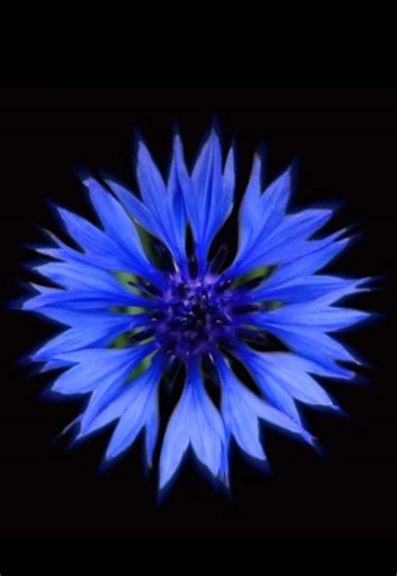 Drown by Get Scared #lyrics #fyp #getscared #foryou #audios