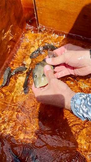 BlacktipH | We found fish living in a floating drawer 😳 #blacktiph #fishing #fish #ocean #nature #wildlife #aquarium #pets #saltwaterfish #florida... | Instagram
