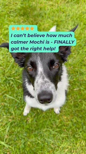 Owners of reactive & anxious dogs 🐶 WE CAN HELP! We do direct claims with Petplan, Kennel Club, Agria, Napo, LV & Everypaw - probably your insurer too. A personalised behaviour plan could cost as little as £25! As the largest, most 5-star rated, online dog behaviour consultation service in the UK… ✅ We are rated ‘Excellent’ on Trustpilot for Results 👉 so you don’t have to wonder if this is going to be another fail ✅ We are veterinary professionals and behaviourists 👉 so you don’t need to worr