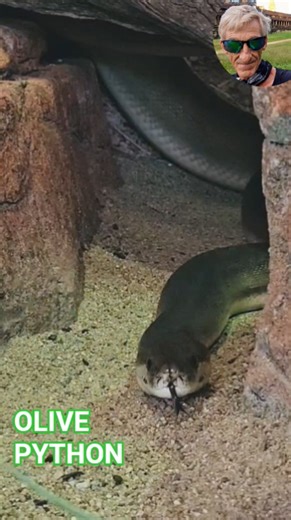 .Huge Olive Python -😁😇😎❤️🙏 #vlog #blog #animals I#pets #wildlife #peace #hope