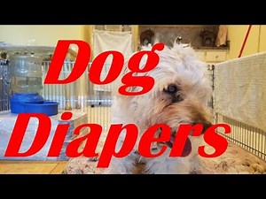 How to Make Dog Diapers to Take Care of both Pee and Poo. Care of Aging dogs
