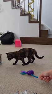 25 reactions | Adopted! Meet and Greet Saturday 23rd December from...