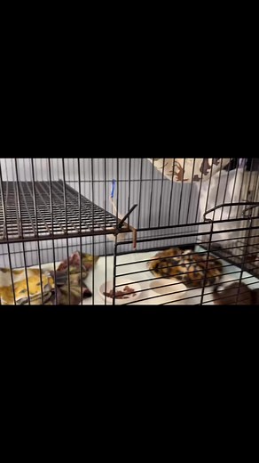 2K views · 148 reactions | Enjoy this clip of our juvenile short...