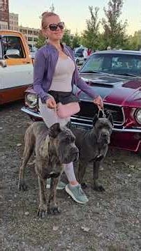 IVY'S CANE CORSO Journey: From Birth to Her First Show Year.