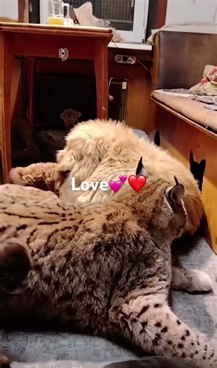 Big cats! Lynx 💕