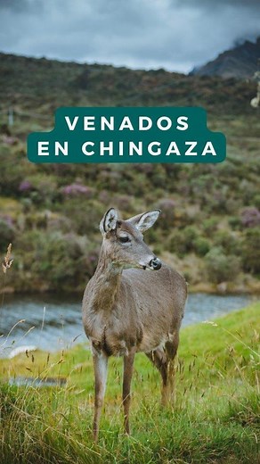 Guia Natours Viajes Chingaza on Instagram: "¿Te gustaría conocer los venados? Estaremos en el Parque Nacional Natural Chingaza caminando por páramo y bosque alto andino, durante el recorrido es muy probable que los veamos 🦌🦌 🗓️ Próximas salidas: 📌 Domingo 07 de marzo niños y adultos 📌 Domingo 22 de marzo Solo Adultos 💲179 mil niños 💲189 mil adultos Para reservar puedes 💻 www.guianatours.com.co 📲 WhatsApp 3502250680, 📌déjanos un mensaje por Instagram Si deseas ver más salidas, revisa nu