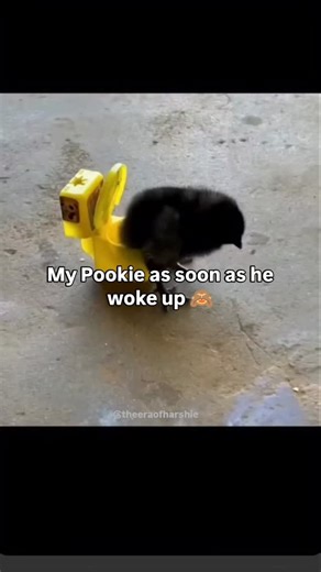 her/she💖 on Instagram: "my pookie 🫶 . . . #foryoupage #trendingreels #goviral #reelsinstagram #relatable #reality #facts #meme #memepage #trendingaudio #viralreels #trendingsongs #funnymemes #couplegoals #harshi#sadqoutes"