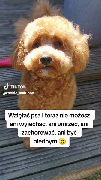 Maltipoo Puppy Adventures: The Joys of Dog Life