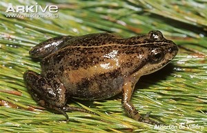 Micro frog - Alchetron, The Free Social Encyclopedia