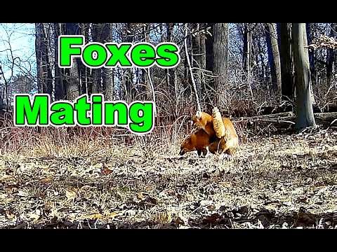 Foxes Mating in this Rare Educational Trail Camera Video