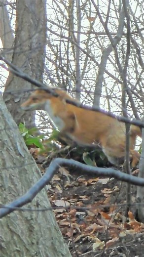 Its Tail Dancing Lightly in the Spring Breeze #hokkaido #nature #fox