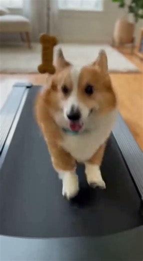 Dog vs. Treadmill 🍖🐕 | Chasing Hanging Meat Turns Hilarious!