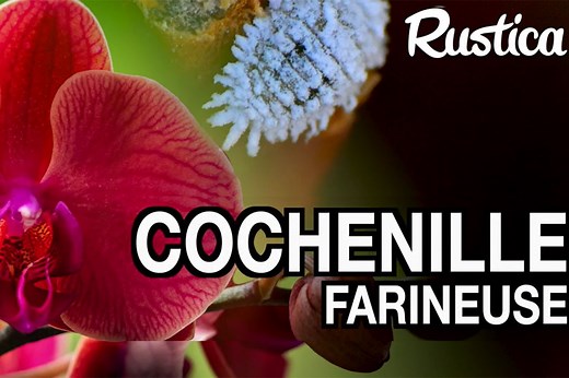 Cochenille orchidée : 5 astuces pour les éliminer efficacement