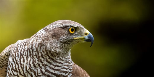 How to spot a goshawk – the majestic lead in H is for Hawk