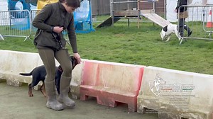 45K views · 568 reactions | K9 Training Services: Dog Training Centre of Excellence on Reels | Facebook