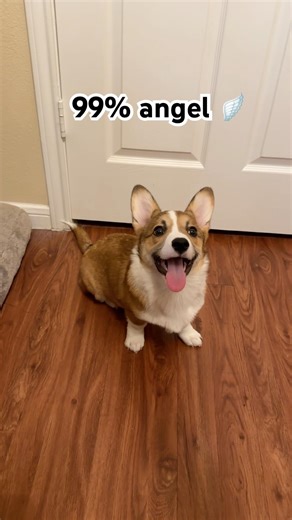 Is be the biggest trouble maker? 🤷🏻‍♀️ #corgi #shorts #funny