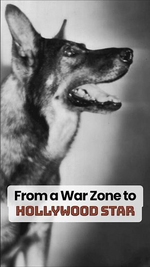 Rin Tin Tin: Hollywood’s First Canine Superstar