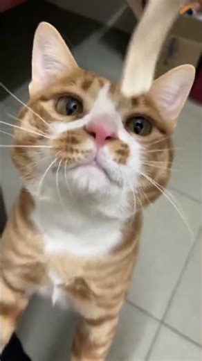 这么胖了还要吃零食 #小猫 #萌宠 #橘猫 #萌宠出道计划 #萌宠日常记录