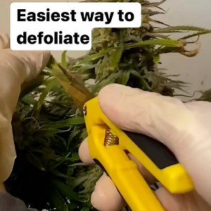 How to prune cannabis leaves and branches