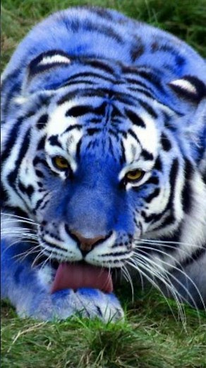 Maltese Tigers - are they Real?