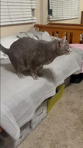 Jumping on the bed #cat#cuteanimal #cute #cutecat #고양이#고양이집사 #고양이영상