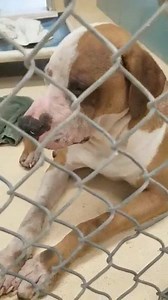 29 reactions · 46 shares | We are sorry to report this guy tested positive for Parvo and was euthanized. Rip sweet boy! We are so sorry This guy is going to need help! Please see his main link for all information and updates. Thank you!! A1981228 https://www.facebook.com/rescuemetampa/photos/pb.250846728289533.-2207520000.1555611169./2885020794872100/?type=3&theater | Rescue Me Tampa - Shelter Dogs | Facebook