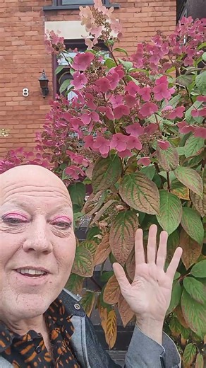 My first sign of Fall shrubbery has deepened in colour