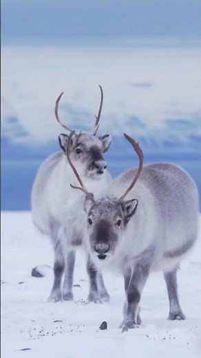 Mehr als Weihnachtsrentiere: Diese Fakten überraschen! 🦌❄️