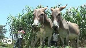 Dodgy donkey business