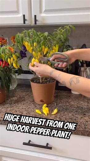 No garden? No problem! 🌶️💛 #kitchenminis #horticulture #garden