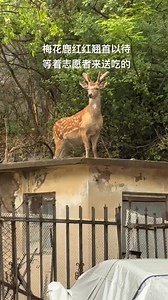 Sika Deer (梅花鹿,Cervus nippon), in Dalian City of Liaoning province. It is under top-class state protection in #China. In Dalian, up to 300 sika deer roam freely in areas such as Lianhua Mountain and even city center. ❤© ❤❤❤ #Nature #Peace #wildlife #Chinese #love #travel | Lin hillside