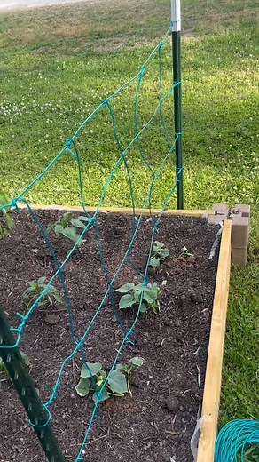 13K views · 4.9K reactions | Making a trellis for our raised garden bed! #diy #garden #spring | William Peregoy | Facebook