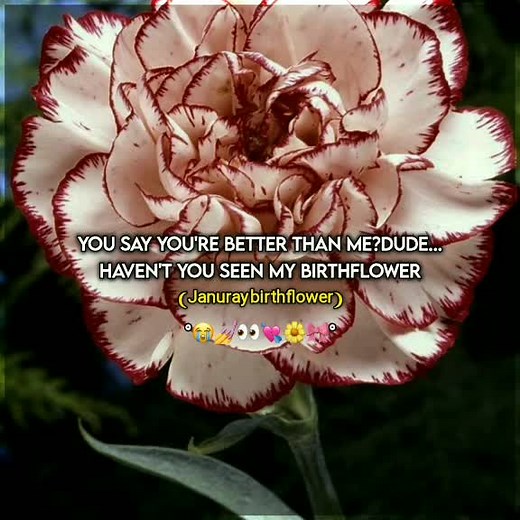 January Birth Flower Meaning: Carnation & Snowdrop Guide