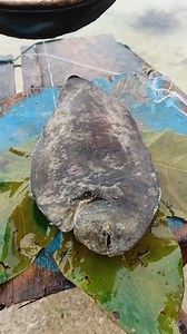 tampal fish or palad | Jor Trip TV