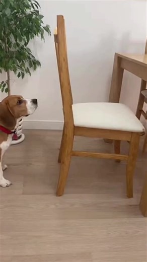 6.4K views · 37 reactions | Chair moved — dog’s plan failed instantly  #DogFails #FunnyDogReel #PetLaughs #DogTok #DogLife | PupVibe | Facebook
