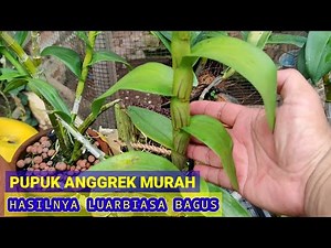 CHEAP ORCHID FERTILIZER, MAKES ORCHIDS FERTILE & FLOWERING REGULARLY.