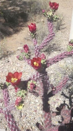 Saguaro National Forest (Cane Cholla) #flowers #flower #cactus #nature #hiking #outdoors