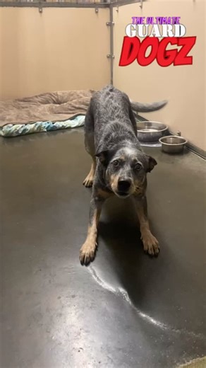 A rugged breed from the Australian outback, the Australian cattle dog will be featured in the Ultimate Guard Dogz universe‼️瑩#ultimateguarddogz #torythedogtrainer #dog #dogs #ugd #dogtraining #dogtrainer #australiancattledogsofinstagram #blueheeler | Ether Art | Facebook