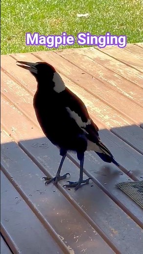 Authentic Australian Magpie Singing in Natural Habitat #wildlife #birds #australia