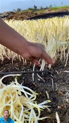 You’ve Never Seen Mushroom Harvesting Like This Before!