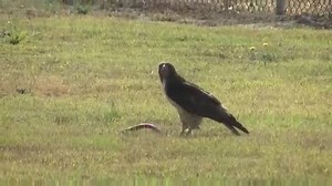 187K views · 2.4K shares | Eagle vs Snake,... | سروشت nature | Facebook