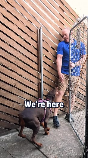Mastering Doberman Training Techniques for Obedience