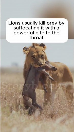 How Lions Actually Kill Their Prey