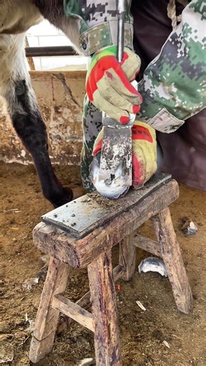 On March 7, 2026, the master trimmed the donkey's hooves with neat and efficient techniques, which